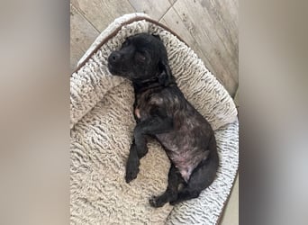 Onyx - freundliche, verspielte kleine Hündin sucht ein Zuhause