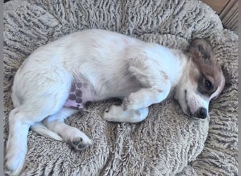 Bollo - verspielter kleiner Welpe sucht ein Zuhause