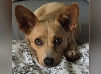 Remi - verspielte, freundliche, anhängliche Hündin / in Neustadt an der Donau