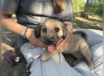 Marina - süßes, neugieriges Mini-Hundemädchen sucht das große Glück