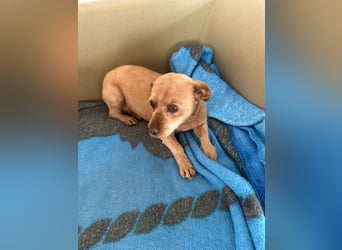 Papaya - freundliche, verspielte kleine Hündin sucht ihr Glück