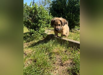 Marina - süßes, neugieriges Mini-Hundemädchen sucht das große Glück