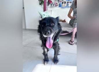 Bella - kleine Hündin sucht das große Glück