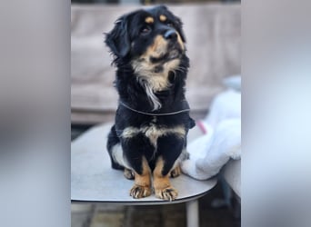 Edda - kleine, zuckersüße junge Hündin sucht liebevolles Zuhause