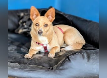 Remi - verspielte, freundliche, anhängliche Hündin / in Neustadt an der Donau