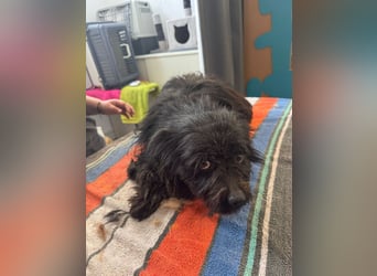 Onyx - freundliche, verspielte kleine Hündin sucht ein Zuhause