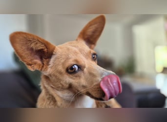 Remi - verspielte, freundliche, anhängliche Hündin / in Neustadt an der Donau