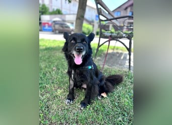 Bella - kleine Hündin sucht das große Glück