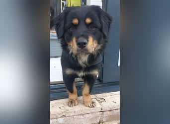 Edda - kleine, zuckersüße junge Hündin sucht liebevolles Zuhause