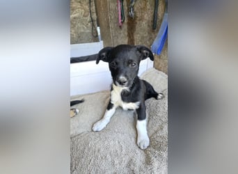 Cici - neugieriges, verspieltes Welpen-Mädchen