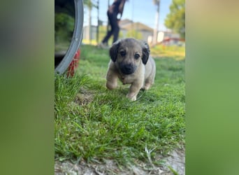 Marina - süßes, neugieriges Mini-Hundemädchen sucht das große Glück