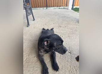Onyx - freundliche, verspielte kleine Hündin sucht ein Zuhause