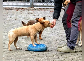 Remi - verspielte, freundliche, anhängliche Hündin / in Neustadt an der Donau
