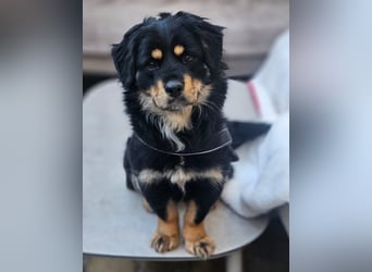 Edda - kleine, zuckersüße junge Hündin sucht liebevolles Zuhause