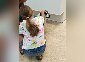 Emma - menschenbezogene, freundliche Hündin sucht ein Zuhause