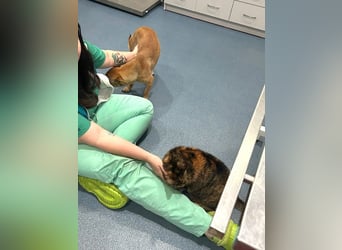 Cherry - charmante, fröhliche, kleine Hundedame sucht ein Zuhause