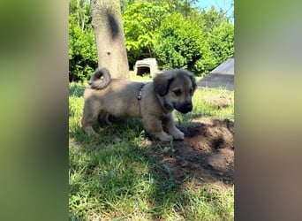 Marina - süßes, neugieriges Mini-Hundemädchen sucht das große Glück