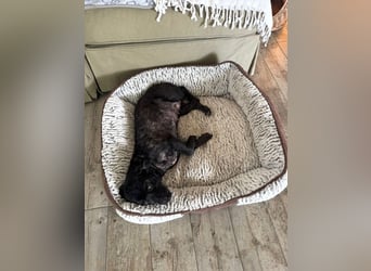 Onyx - freundliche, verspielte kleine Hündin sucht ein Zuhause