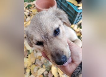 Nikki - verspieltes Welpen-Mädchen sucht ein Zuhause