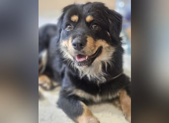 Edda - kleine, zuckersüße junge Hündin sucht liebevolles Zuhause