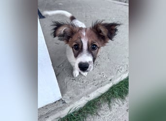 Bollo - verspielter kleiner Welpe sucht ein Zuhause