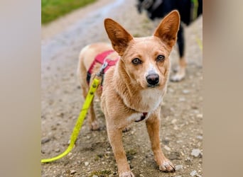 Remi - verspielte, freundliche, anhängliche Hündin / in Neustadt an der Donau