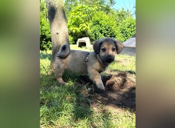 Marina - süßes, neugieriges Mini-Hundemädchen sucht das große Glück