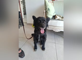 Bella - kleine süße Hündin sucht endlich ihr großes Glück