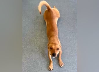 Cherry - charmante, fröhliche, kleine Hundedame sucht ein Zuhause