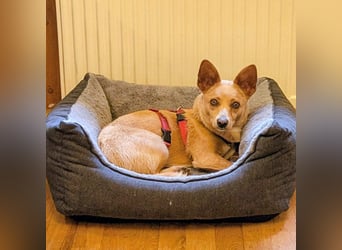 Remi - verspielte, freundliche, anhängliche Hündin / in Neustadt an der Donau