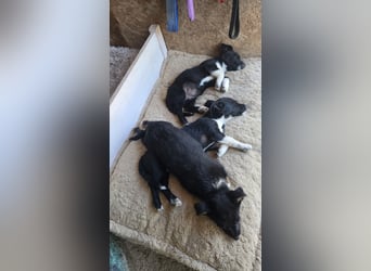 Crina - neugieriges, verspieltes Welpen-Mädchen sucht liebevolles Zuhause