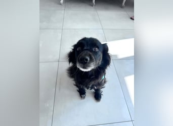 Bella - kleine Hündin sucht das große Glück