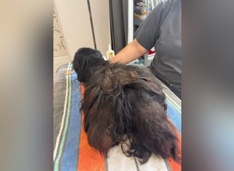 Onyx - freundliche, verspielte kleine Hündin sucht ein Zuhause