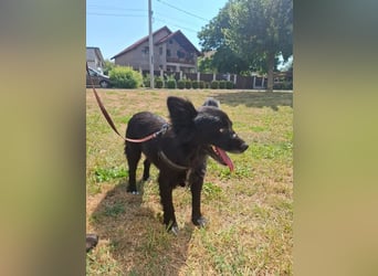 Bella - kleine süße Hündin sucht endlich ihr großes Glück