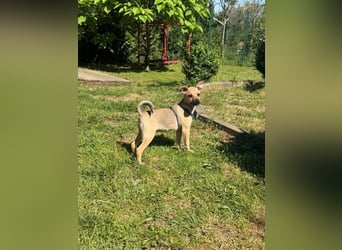 Onda - Mini-Zwerg sucht ihr großes Glück