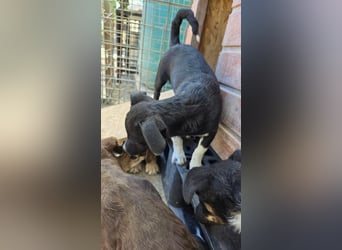 Cici - neugieriges, verspieltes Welpen-Mädchen