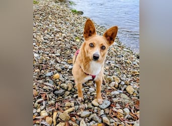 Remi - verspielte, freundliche, anhängliche Hündin / in Neustadt an der Donau