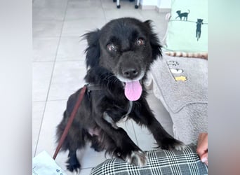 Bella - kleine Hündin sucht das große Glück