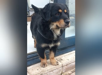 Edda - kleine, zuckersüße junge Hündin sucht liebevolles Zuhause