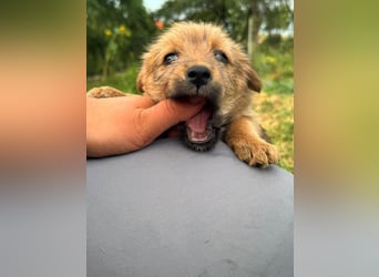 Rocco - fröhlicher, verspielter kleiner Wirbelwind