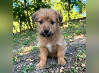 Rocco - fröhlicher, verspielter kleiner Wirbelwind