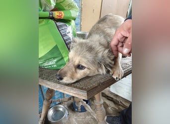 Nikki - verspieltes Welpen-Mädchen sucht ein Zuhause