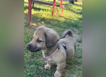 Marina - süßes, neugieriges Mini-Hundemädchen sucht das große Glück