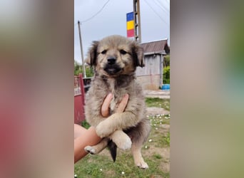 Nikki - verspieltes Welpen-Mädchen sucht ein Zuhause