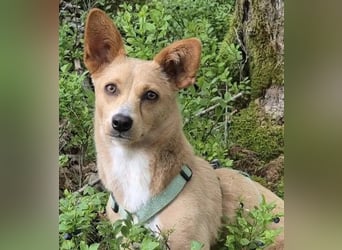 Remi - verspielte, freundliche, anhängliche Hündin / in Neustadt an der Donau