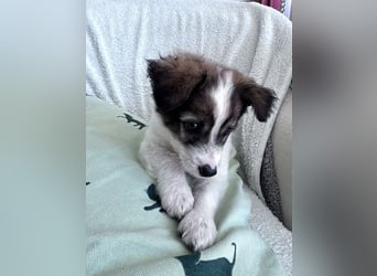 Bollo - verspielter kleiner Welpe sucht ein Zuhause
