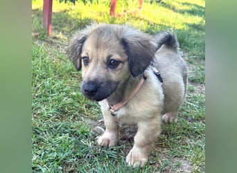 Marina - süßes, neugieriges Mini-Hundemädchen sucht das große Glück