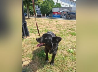 Bella - kleine süße Hündin sucht endlich ihr großes Glück