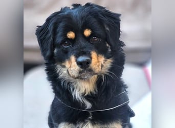 Edda - kleine, zuckersüße junge Hündin sucht liebevolles Zuhause