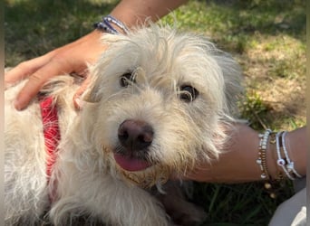 Hugo - freundlicher, lieber Wuschel sucht sein Glück